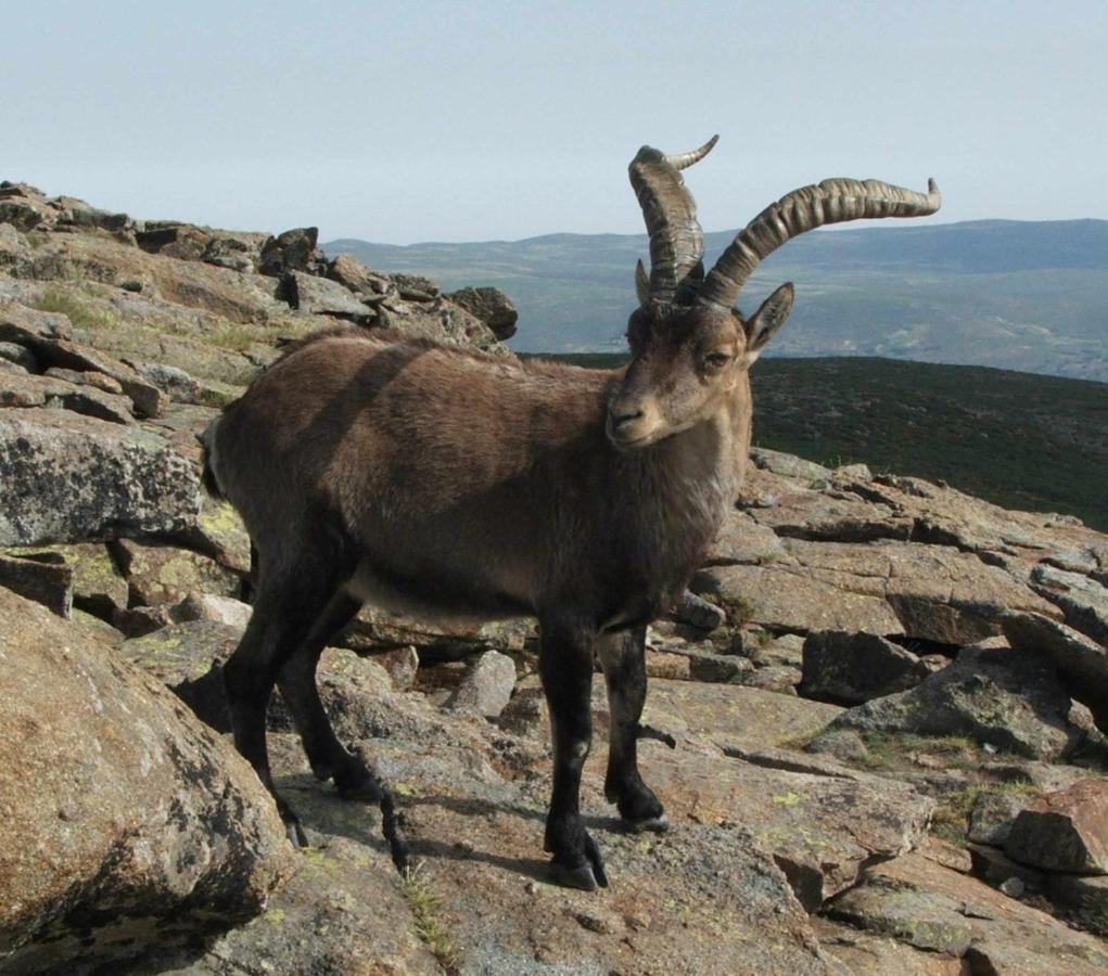 La Nava De Gredos Acogedor Piso Con Vistas Apartment Наваредонда де Гредос Екстериор снимка